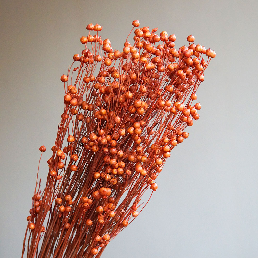35g/Preserved Ormosia Hosiei N - Dried Flower Bulk recensione e prezzo