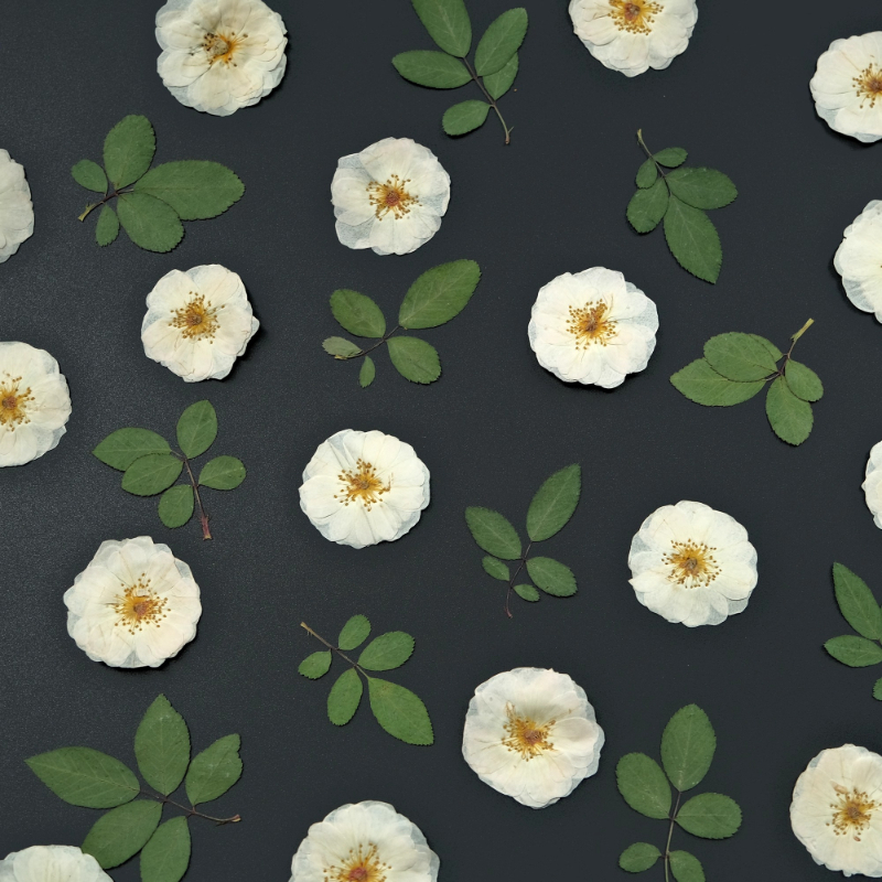 6pcs,9pcs,Nature White Rose Pr - Dried Flower Bulk recensione e prezzo