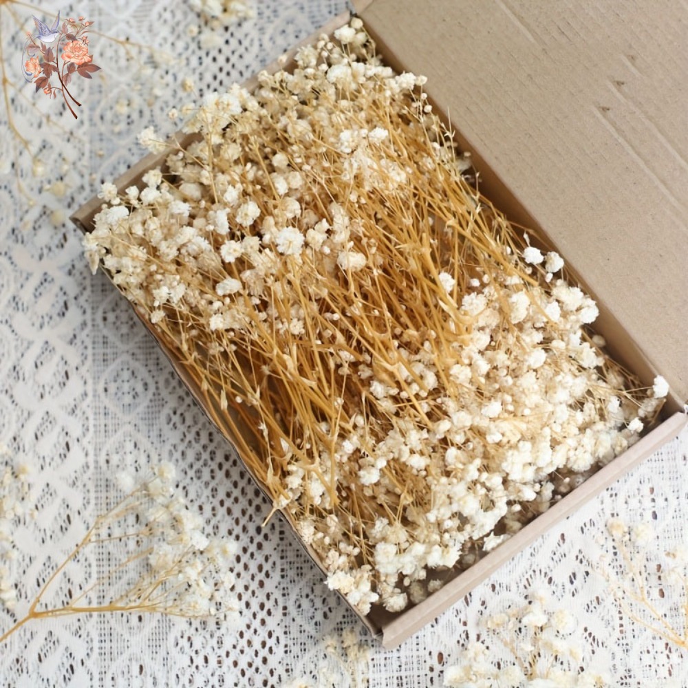 100pcs Mini Dried Baby's Breat - Dried Flower Bulk recensione e prezzo